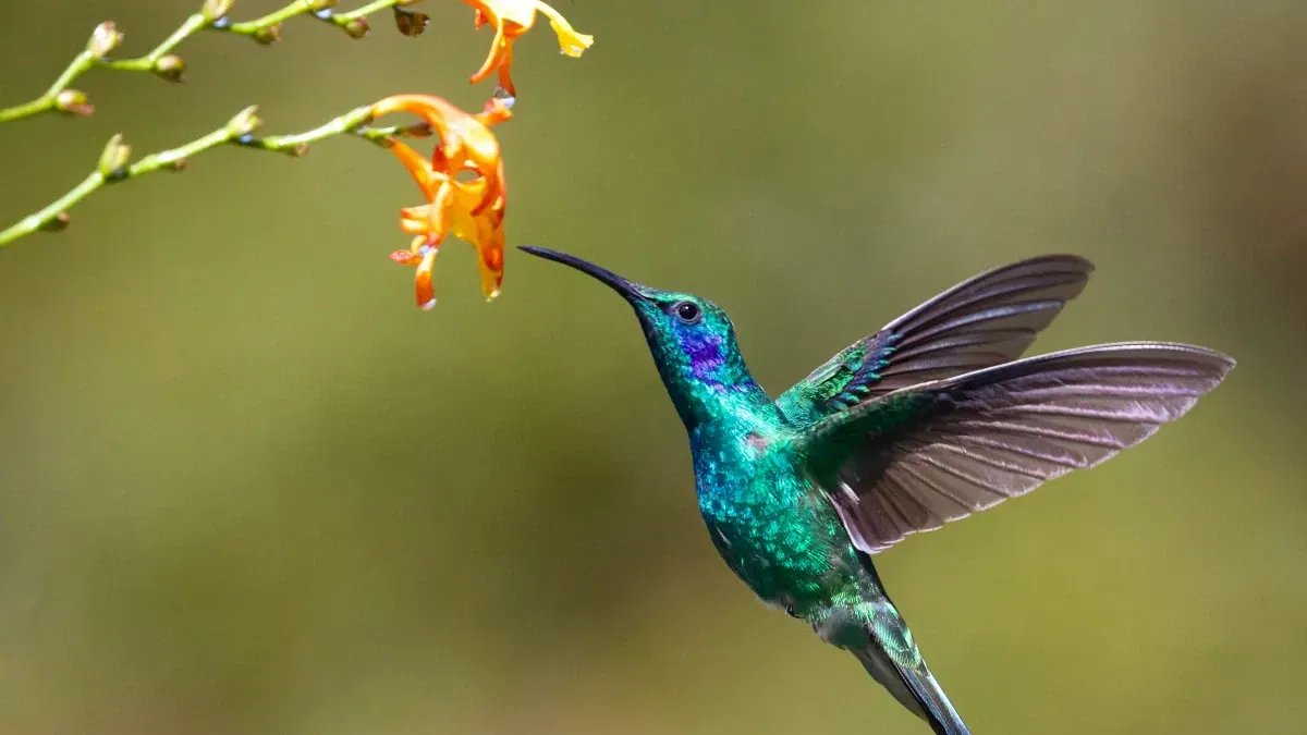 The Role Of Hummingbirds In Folklore - Whitefishescapesrealty