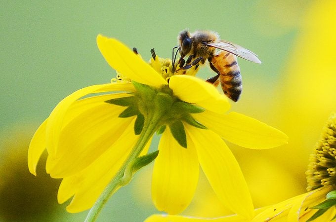 8 Sweet Honey Bee Facts You Should Know - Providence Village Church